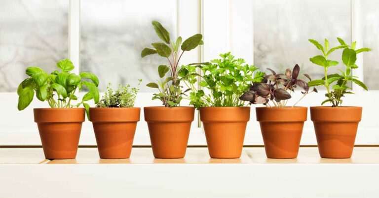 ¿Cuáles son los pasos para mantener un jardín de hierbas aromáticas en interiores?