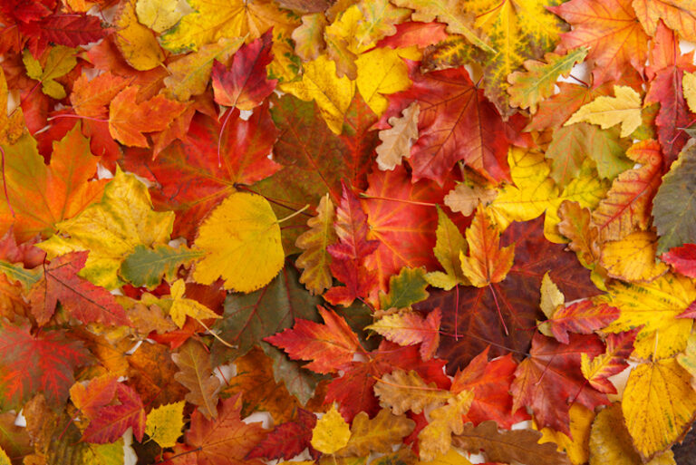 ¿Por qué las hojas cambian de color en otoño?