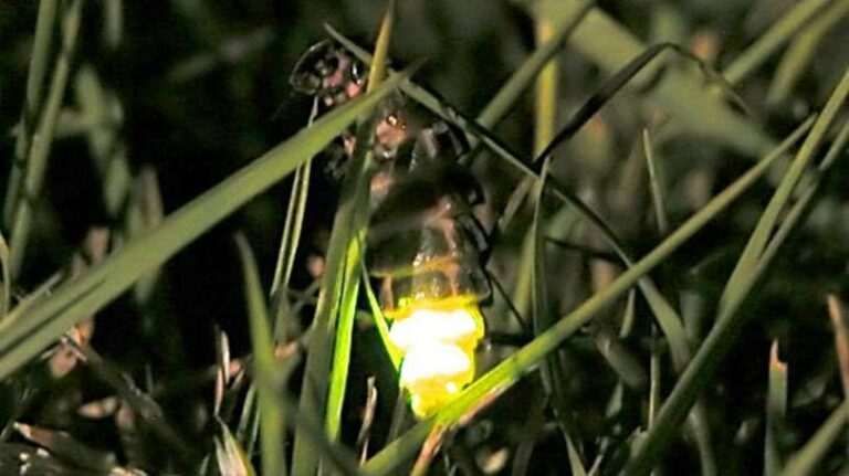 ¿Por qué las luciérnagas emiten luz?