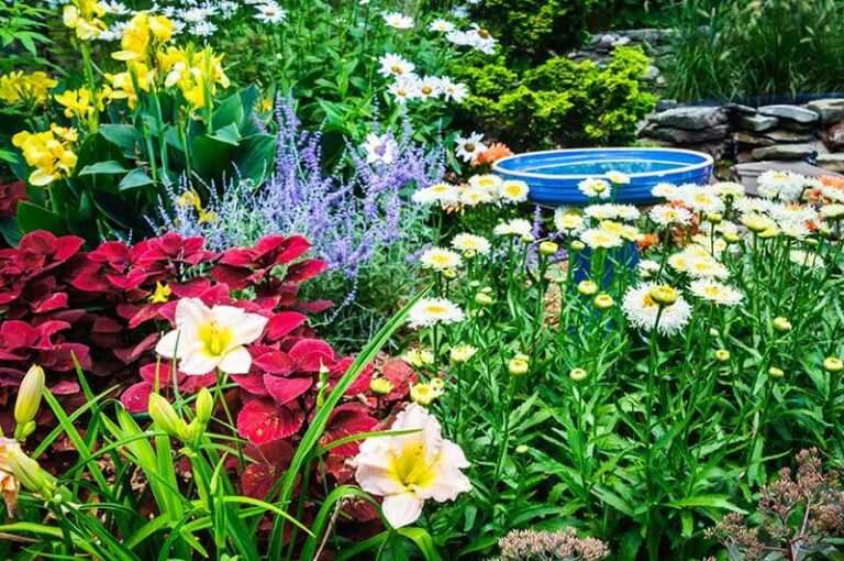 ¿Qué plantas son ideales para atraer mariposas y abejas al jardín?