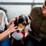 vuelta al cole en Sevilla menos alumnos y más mascotas